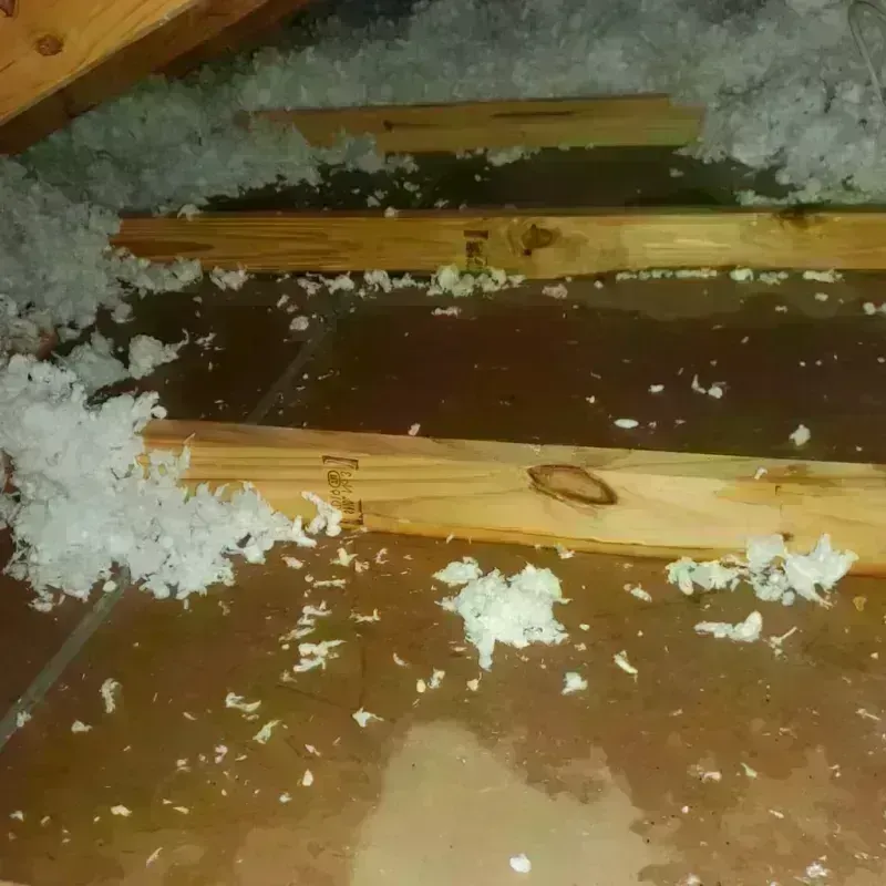 Attic Water Damage in Leland Grove, IL